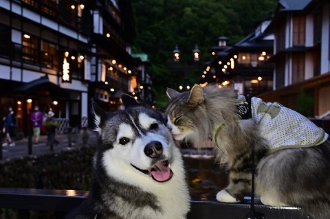猫と犬