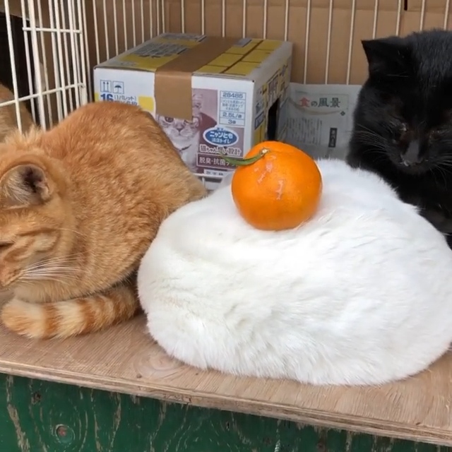 ねこ鏡餅 一体型　白猫みかん ネコの鏡餅（B）オーブン陶芸 白猫 ネコ餅 みかん付 置き物