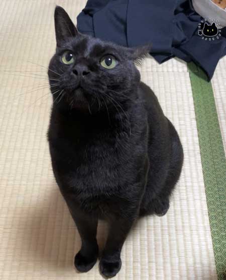 昼寝中 飼い主 鼻を舐められ 猫 舌 ザラザラ 痛み やさしい 黒猫 ろん 漫画