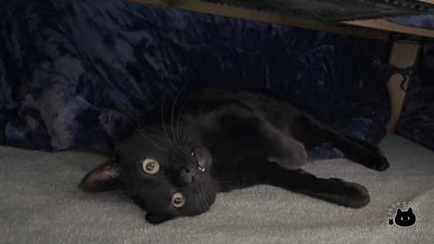 昼寝中 飼い主 鼻を舐められ 猫 舌 ザラザラ 痛み やさしい 黒猫 ろん 漫画