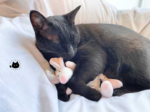 昼寝中 飼い主 鼻を舐められ 猫 舌 ザラザラ 痛み やさしい 黒猫 ろん 漫画