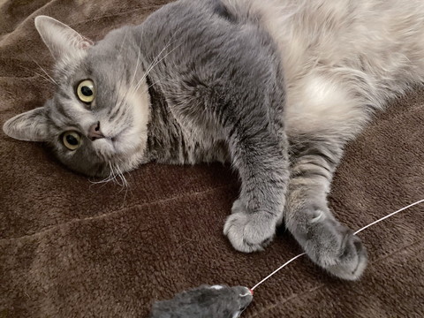 電気毛布の暖かさに気づいたグリちゃん