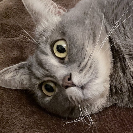 電気毛布の暖かさに気づいたグリちゃん