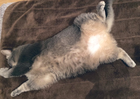 電気毛布の暖かさに気づいたグリちゃん