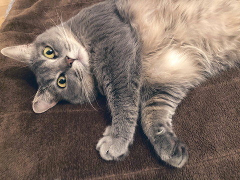 電気毛布の暖かさに気づいたグリちゃん