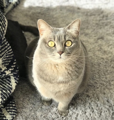 いろんなグリちゃん