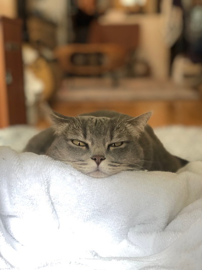 いろんなグリちゃん