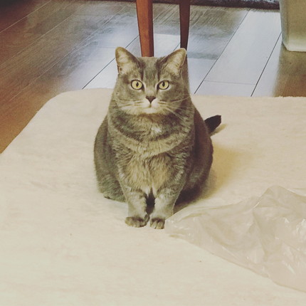 いろんなグリちゃん