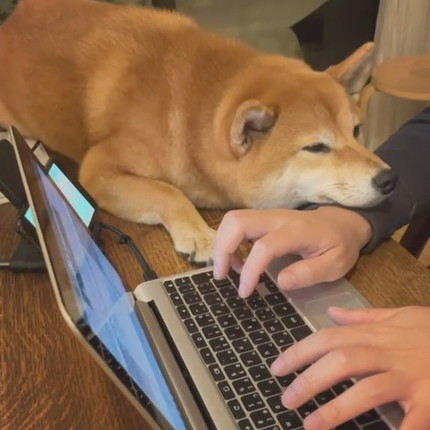 柴犬わんこ