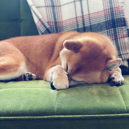 いろんなエマちゃん