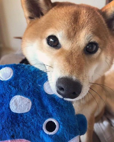 いろんなエマちゃん