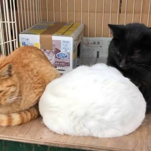 完全におもち」「かわいすぎる」 真っ白もふもふニャンコの“猫