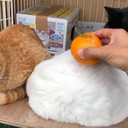 ねこ鏡餅 一体型　白猫みかん ネコ×みかん】ぬこ「いや、だからぁ鏡餅じゃないっちゅうの