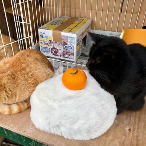 完全におもち」「かわいすぎる」 真っ白もふもふニャンコの“猫