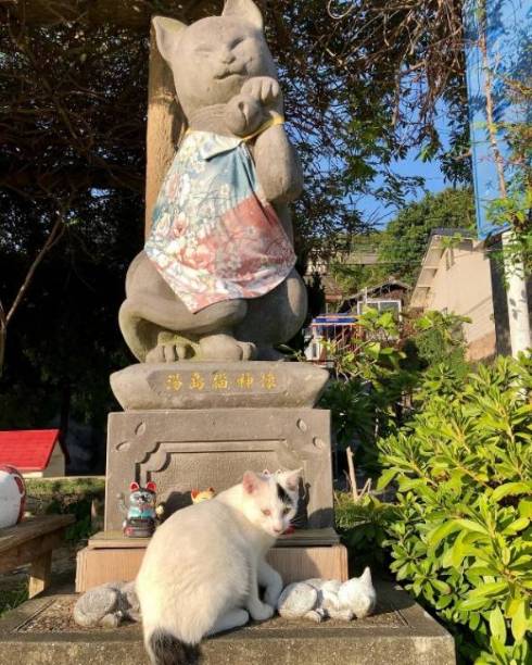 猫 てんちゃん 熊本県 湯島 猫島