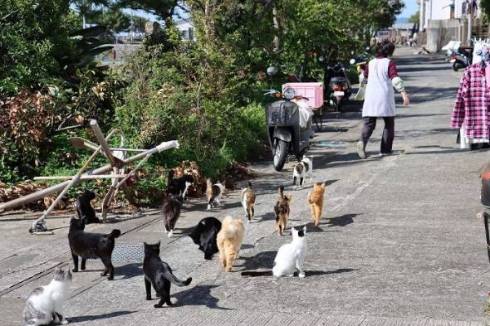 猫 てんちゃん 熊本県 湯島 猫島