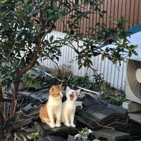 猫 てんちゃん 熊本県 湯島 猫島