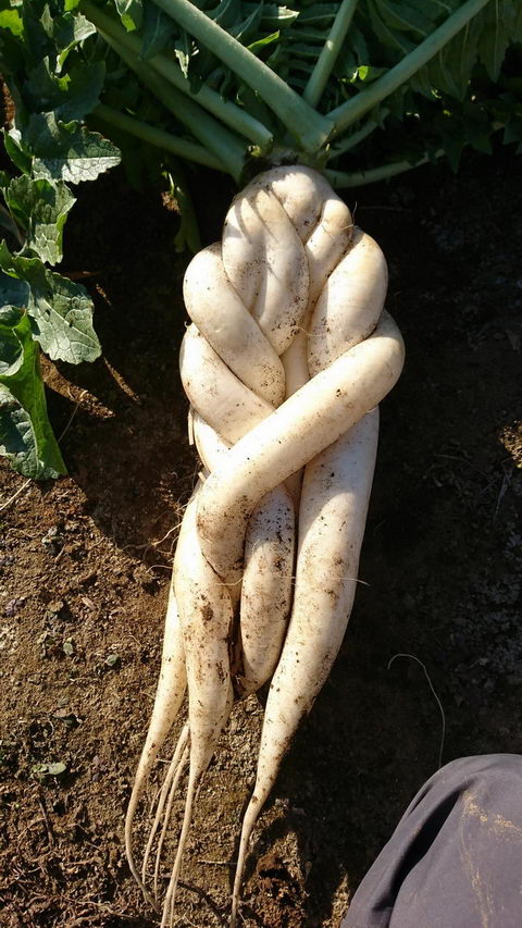 禍々しい大根