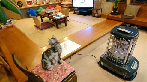 ボードゲーム 旅館 猫 ねこ ネコ