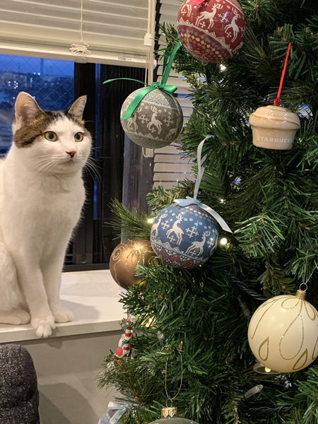 ツリーを狙うはるくんアップ