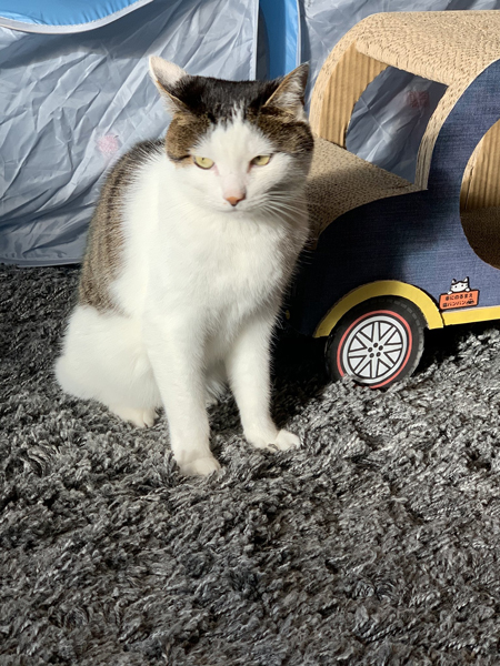 車型つめとぎとはるくん