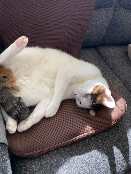 お腹を出すはるくん