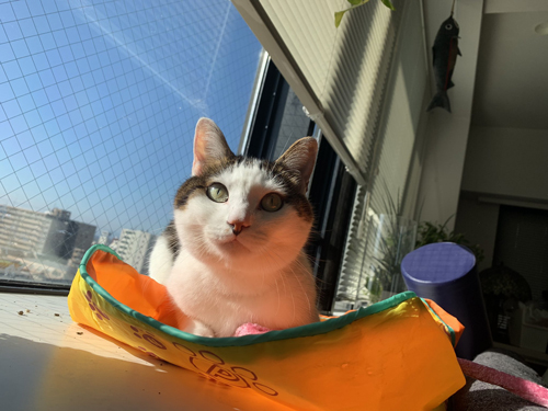 窓際のはるくん