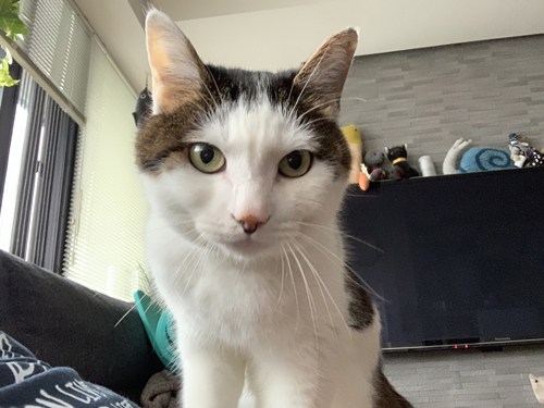 のぞき込んでくるはるくん