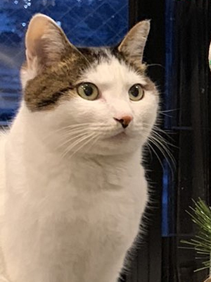 ツリーを狙うはるくんさらにアップ