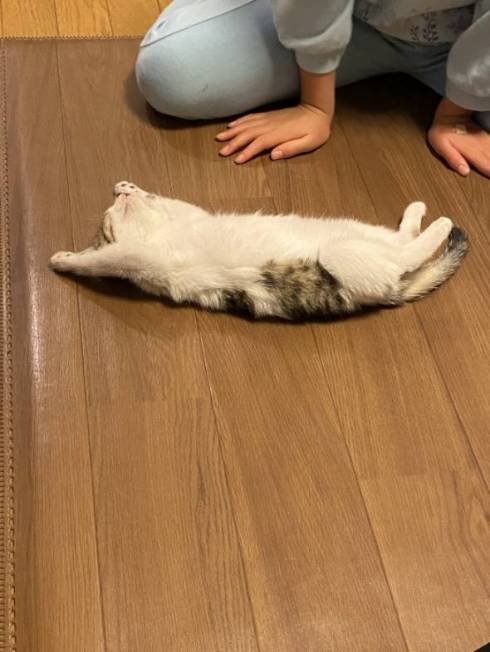 猫 おむかえ初日 リラックス