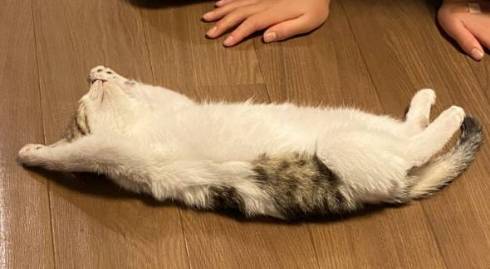猫 おむかえ初日 リラックス
