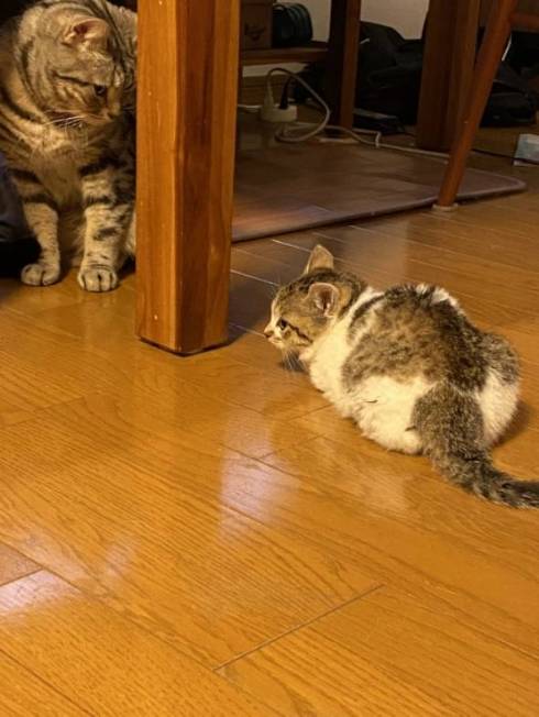 猫 おむかえ初日 リラックス