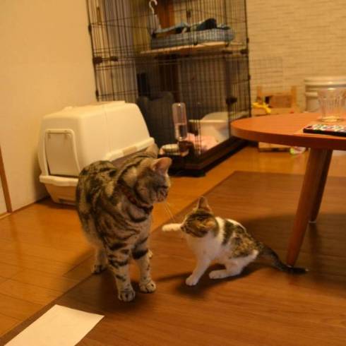 猫 おむかえ初日 リラックス