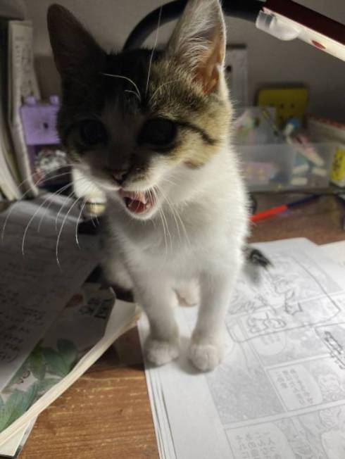 猫 おむかえ初日 リラックス