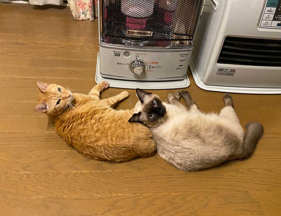 猫2匹と飼い主の「ストーブを巡る攻防」　ストーブがついても消されてもシンクロする猫たちがかわいい | ねとらぼ