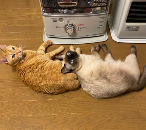 ストーブ つけて欲しい 消される 訴える 猫 シンクロ