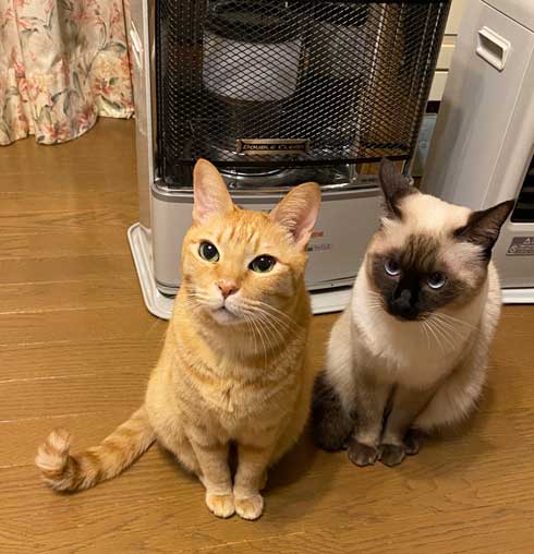 ストーブ つけて欲しい 消される 訴える 猫 シンクロ