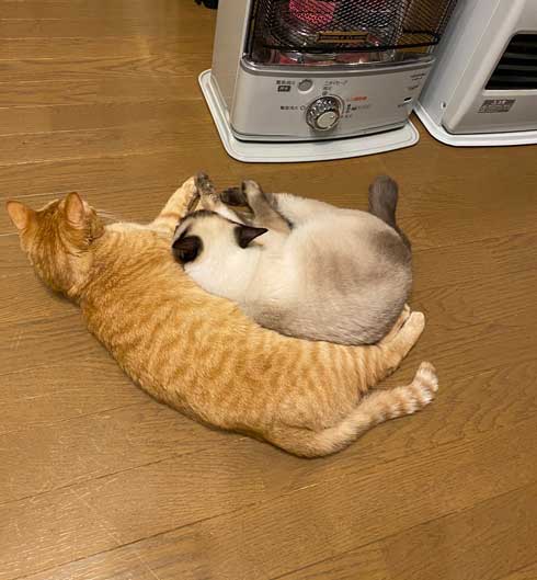 ストーブ つけて欲しい 消される 訴える 猫 シンクロ