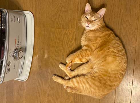 ストーブ つけて欲しい 消される 訴える 猫 シンクロ