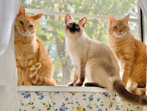 ストーブ つけて欲しい 消される 訴える 猫 シンクロ