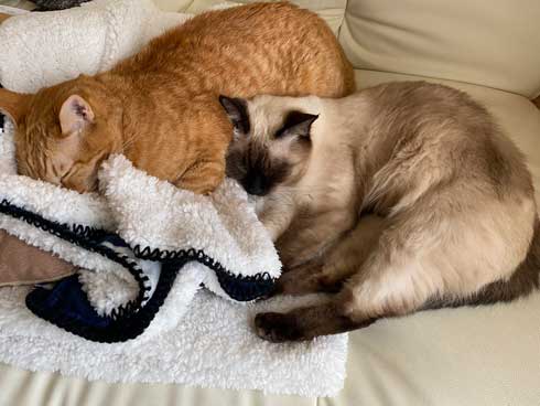 ストーブ つけて欲しい 消される 訴える 猫 シンクロ