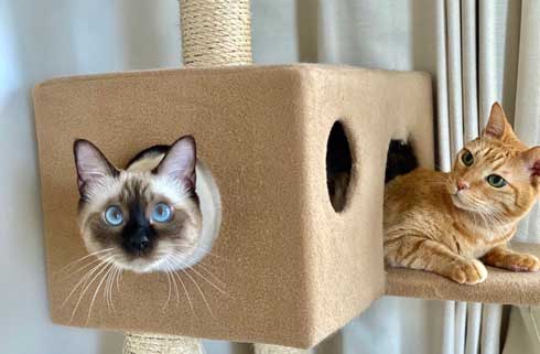 ストーブ つけて欲しい 消される 訴える 猫 シンクロ