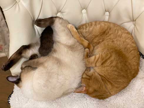 ストーブ つけて欲しい 消される 訴える 猫 シンクロ