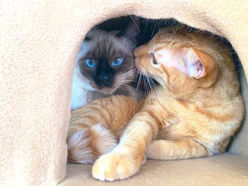 ストーブ つけて欲しい 消される 訴える 猫 シンクロ