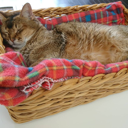 いろんな直さん