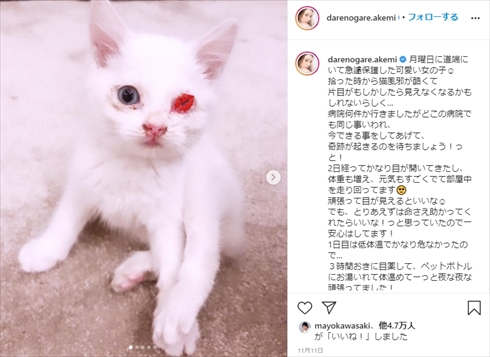 ダレノガレ明美 保護猫 片目 メイ インスタ