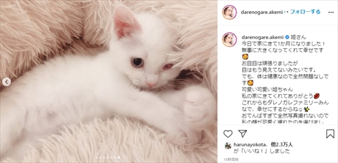 ダレノガレ明美 保護猫 片目 メイ インスタ