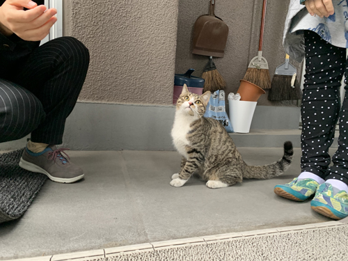 人に囲まれた猫ちゃん