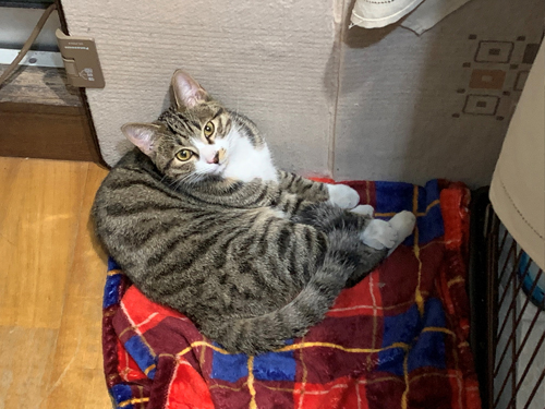 赤い布の上にいる猫ちゃん