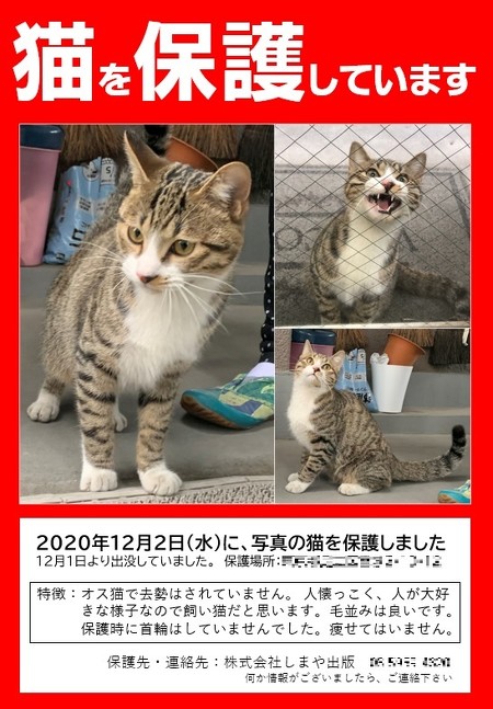 猫を保護していますチラシ